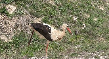 Bolu'da yaralı leylek tedavi altına alındı
