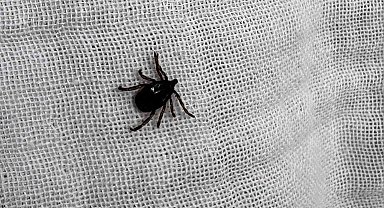 Bu belirtileri taşıyanlarda KKKA virüsü görülebilir