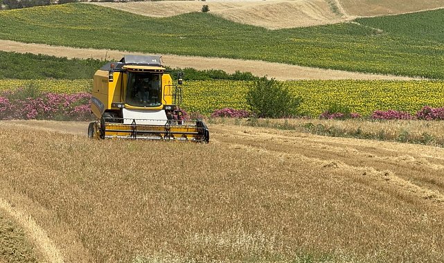Buğday hasadı sürüyor: Bu sezon verim düşük