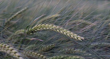 Buğday rekoltesine ilişkin ilk tahmin Hububat Kongresi'nde yapıldı