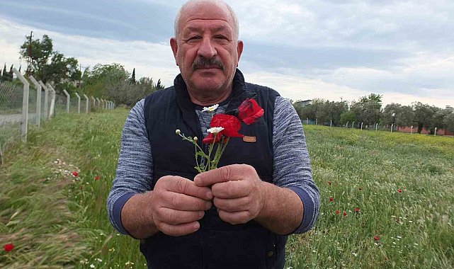 Burhaniye'de tarlalar gelincik açtı