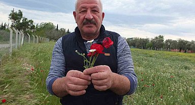 Burhaniye'de tarlalar gelincik açtı
