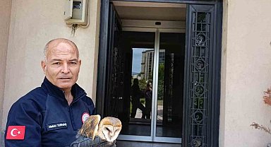 Burhaniye'de yaralı baykuş, milli parklar şefliğine teslim edildi