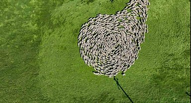 Bursa meralarında binlerce koyundan görsel şölen...