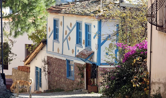Bursa Mudanya'da 'Tirilye Zeytin Çiçeği Festivali'ne hazırlığı