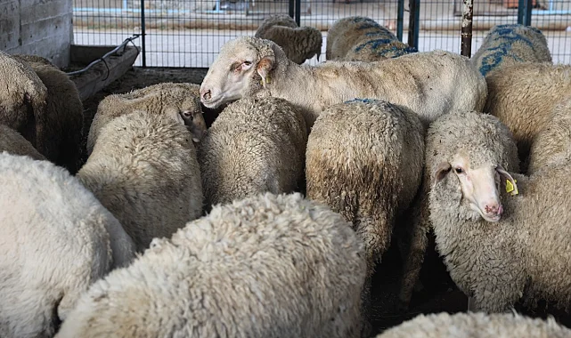 Bursa Nilüfer Kurban Bayramı'na hazır