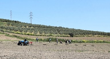 Bursa Nilüfer'den Konaklı'ya 800 zeytin fidanı