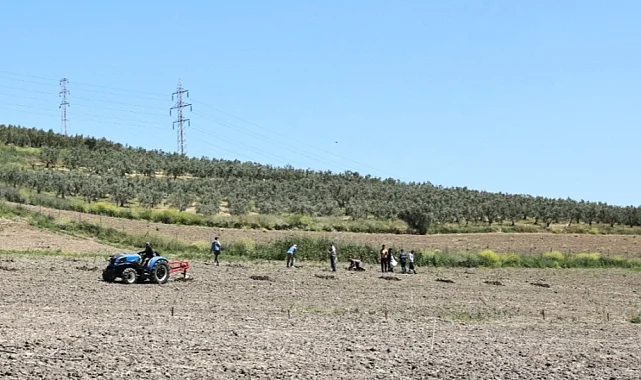 Bursa Nilüfer'den Konaklı'ya 800 zeytin fidanı