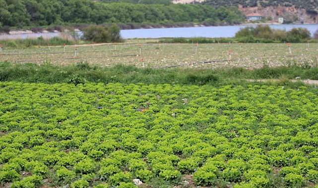 Bursa'da göl havzasındaki "yasa dışı" tarıma ilişkin DSİ'den açıklama