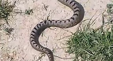 Bursa'da yılan operasyonu