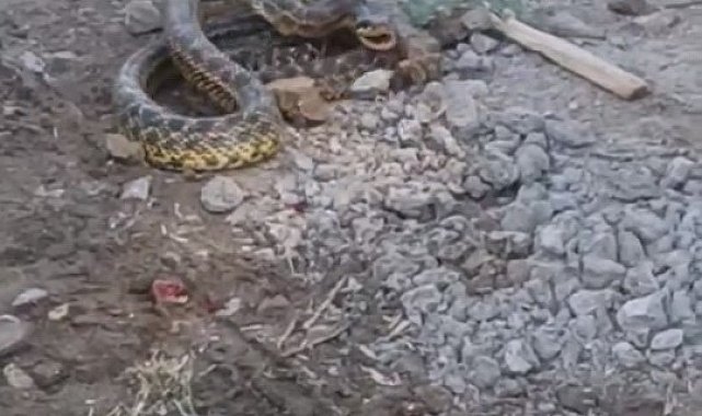 Bursa'da yılan paniği