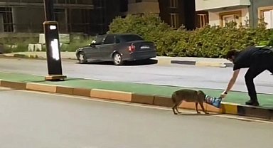 Çakalın başına takılan poşeti öğretim görevlisi çıkardı