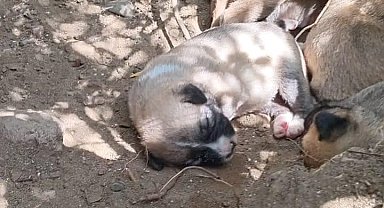 Çalıların arasındaki boşluğa düşen yavru köpekleri itfaiye kurtardı