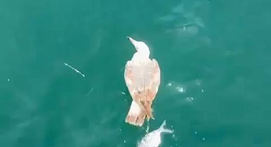 Çanakkale'de denizde oltaya takılan martı kurtarıldı