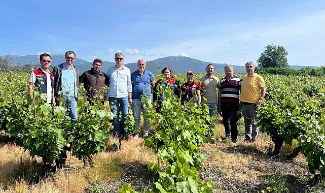Çanakkale'de yaşanan don sonrası bağlarda saha tespit çalışmaları yapıldı