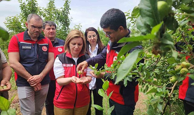 Çanakkkale'de zirai don sonrası meyve bahçelerinde saha çalışması yapıldı
