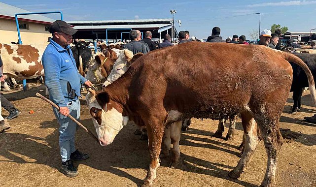 Canlı hayvan pazarlarında kurban hareketliliği başladı