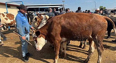 Canlı hayvan pazarlarında kurban hareketliliği başladı