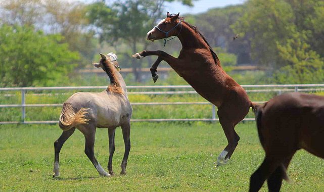 Caş'ın torunları, 'Baba Mevlüt'ün oğulları milyonluk taylar 19 Haziran'da podyuma çıkıyor