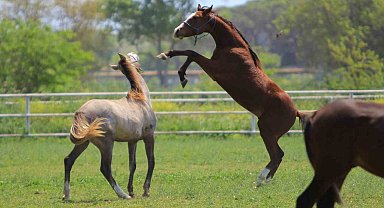 Caş'ın torunları, 'Baba Mevlüt'ün oğulları milyonluk taylar 19 Haziran'da podyuma çıkıyor