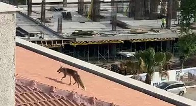 Çatıya çıkan tilki ekipleri harekete geçirdi