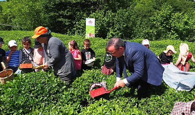 Çay hasadında çocuklarla gelenek bozulmadı