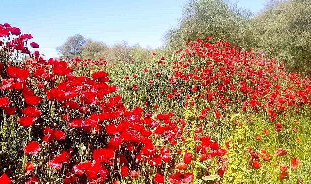 Çay kenarında gelincik güzelliği