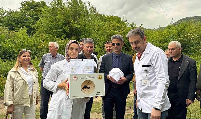 Çaycuma'da kestane gal arısına karşı biyolojik mücadele
