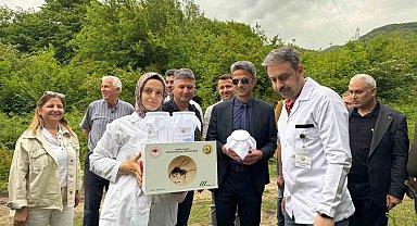 Çaycuma'da kestane gal arısına karşı biyolojik mücadele