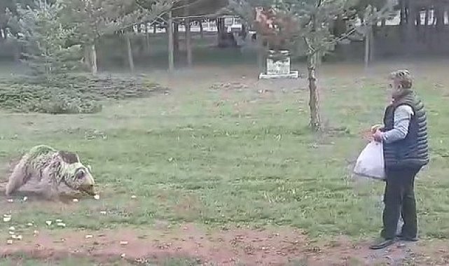Çemşit ismini verdiği bozayıyı besledi, eşi kayıt altına aldı