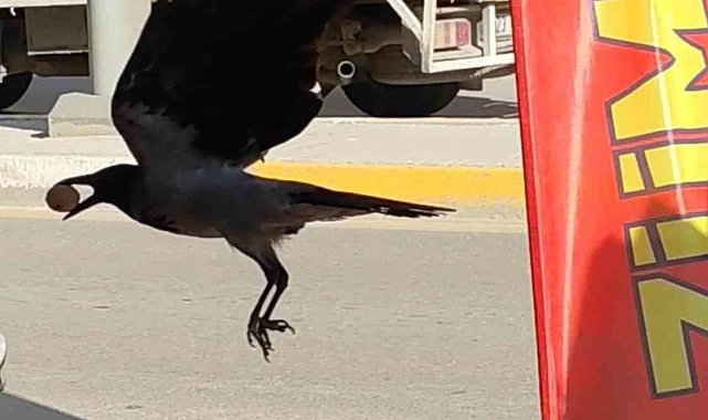 Ceviz çalan karga kameralara yakalandı