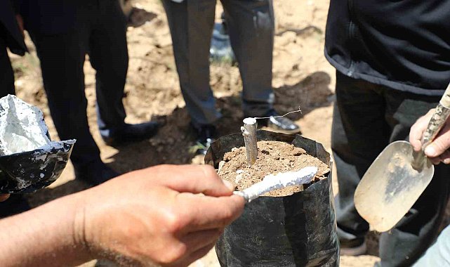 Ceviz üretiminde verim artışı için Günyüzü'nde aşı çalışması başlatıldı