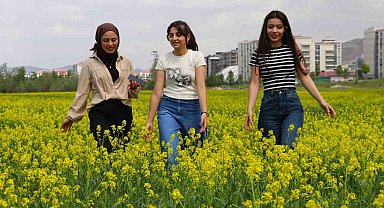 Çiçek tarlaları bozkırı sarıya boyadı