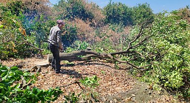 Çiftçiler yeniden üretebilmek için don afetinde kuruyan narenciye ağaçlarını kesmeye başladı