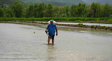 Çiftçilerin zorlu çeltik mesaisi: Dize ulaşan suyun içinde ekim yapıyorlar