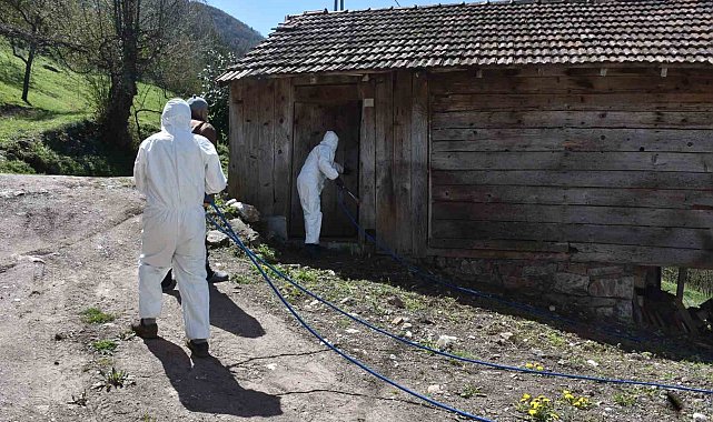 Çiftçinin korkulu rüyası kahverengi kokarca böceğine ilaçlı önlem