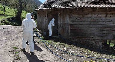 Çiftçinin korkulu rüyası kahverengi kokarca böceğine ilaçlı önlem