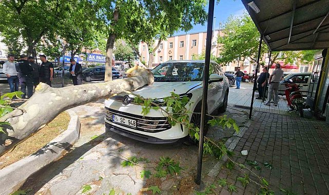 Çınar ağacının kopan dalı lüks araçta hasara yol açtı