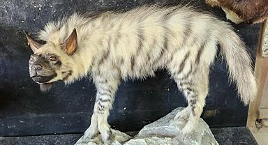 Çizgili sırtlanın tahniti yaptırıldı