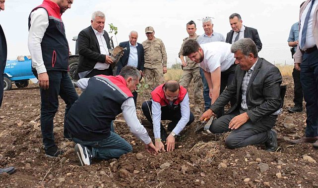 Cizre'de 2,5 milyon TL değerinde 50 çiftçiye verilen badem ve fıstıkların dikimi yerinde inceleme