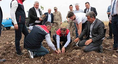 Cizre'de 2,5 milyon TL değerinde 50 çiftçiye verilen badem ve fıstıkların dikimi yerinde inceleme