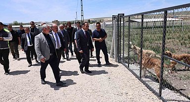 Çorum'da sokak hayvanları için yapılan "Doğal Yaşam Alanı"nda çalışmalar tamamlandı