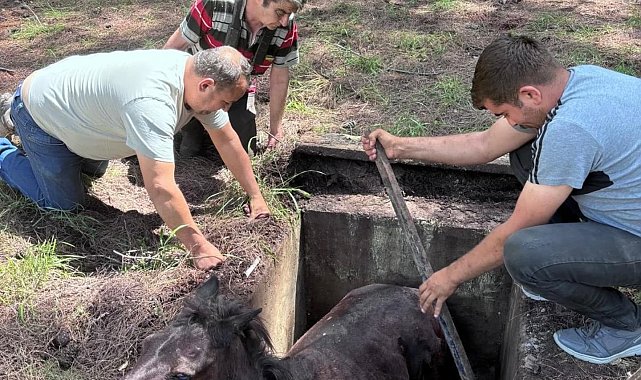 Çukura düşen yabani at kurtarılarak doğaya salındı