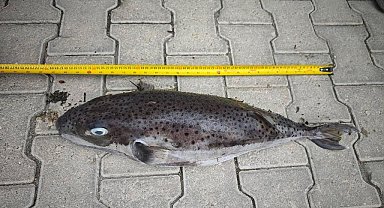 Datça'da rekor boyutta balon balığı karaya vurdu