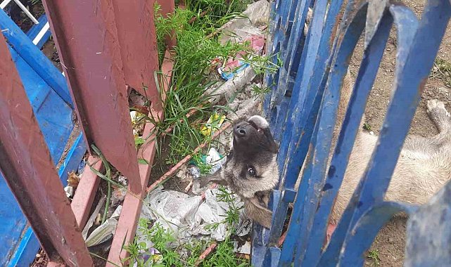 Demir korkuluklara sıkışan köpeği itfaiye ekipleri kurtardı
