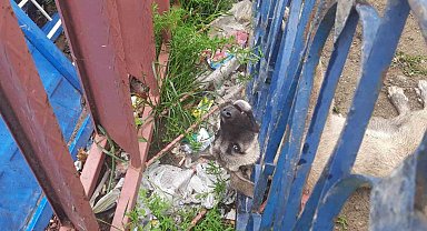 Demir korkuluklara sıkışan köpeği itfaiye ekipleri kurtardı