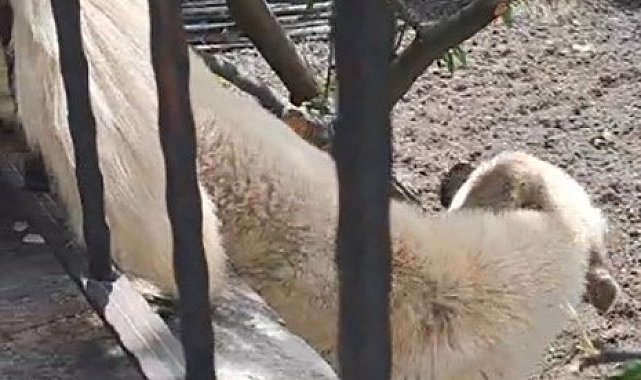 Demir korkuluklara sıkışan köpek kurtarıldı