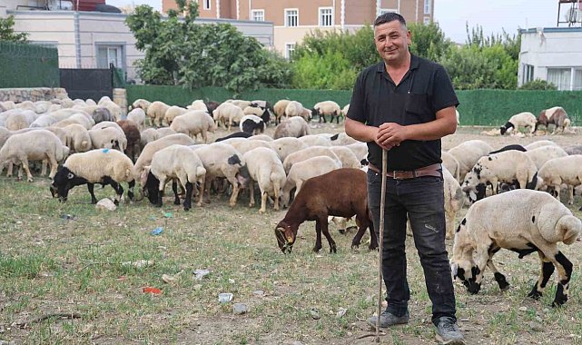 Depremzede vatandaşların memleketlerine dönüşü kurbanlıklara olan rağbeti arttırdı