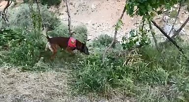 Dere kenarına gizlenmiş esrarı dedektör köpek buldu
