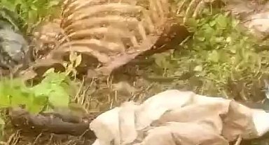 Dere kenarında parçalanmış tek tırnaklı hayvan kemikleri bulundu